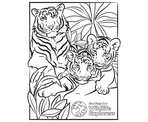 Coloring Pages Of Tiger Cubs Divyajanan Lions And Tigers Coloring Pages - Lions And Tigers Coloring Pages