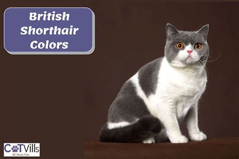 Colors Paw British Shorthair