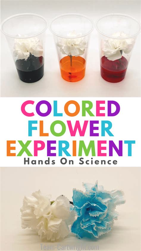 Coloured Flower Science Experiment Using Tulips Dr Flower Science Experiment - Flower Science Experiment