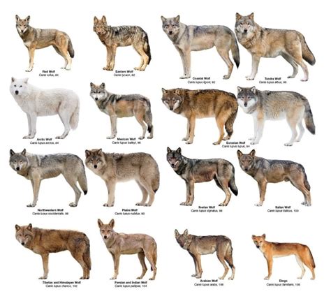 Colours Of Wolves