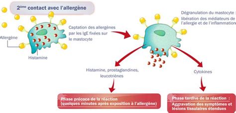 combattre les allergies