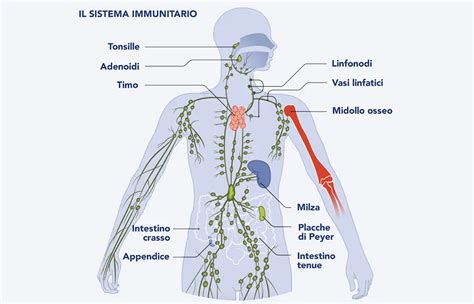 Download Come Funziona Il Sistema Immunitario 