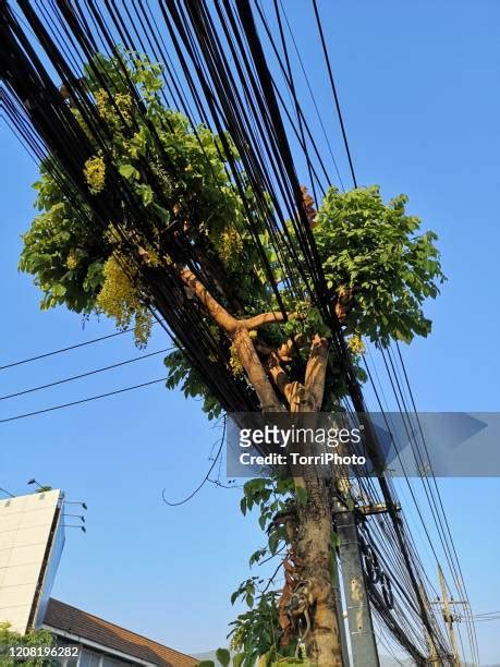comed tree on power line