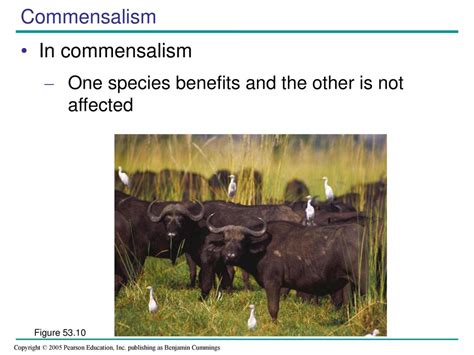 Commensalism Chapter One