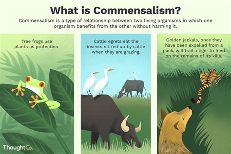 Commensalism Worksheets Meaning Examples Symbiosis Commensalism Mutualism Parasitism Worksheet - Commensalism Mutualism Parasitism Worksheet