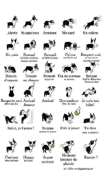 Comment Parler Chien