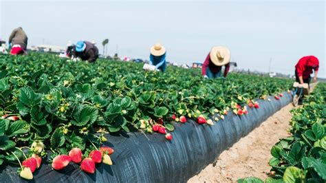 Commercial Harvesting Strawberries