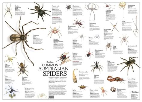 Common Australian Spiders