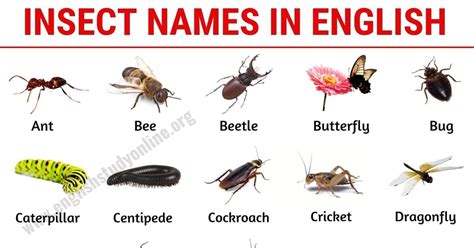 Common Bugs In Writing Writing Bug - Writing Bug