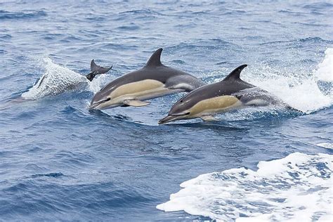 Common Dolphin Pod Delphinus Delphis Jporposing Available As Dolphin Pictures To Print - Dolphin Pictures To Print