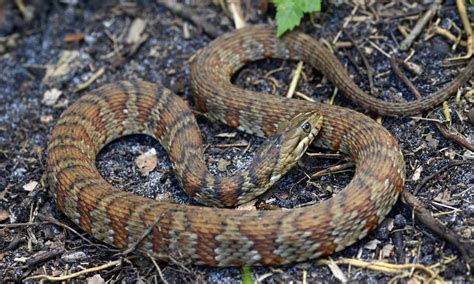 common florida snakes