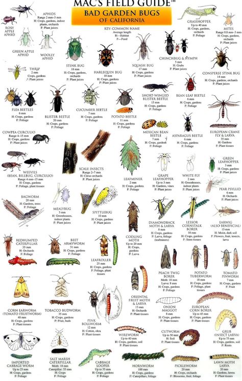 Common Garden Pests Identification