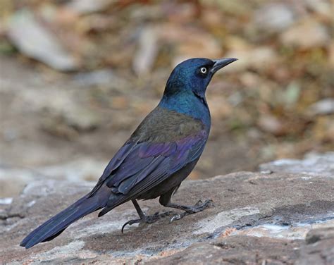 common grackle