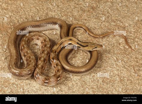 Common Trinket Snake