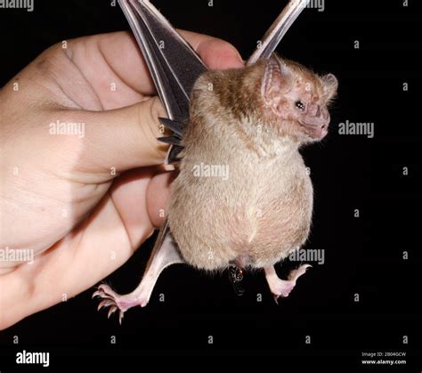 Common Vampire Bat