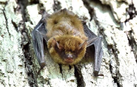Community Science Bats Northwest Bat Science Activities - Bat Science Activities