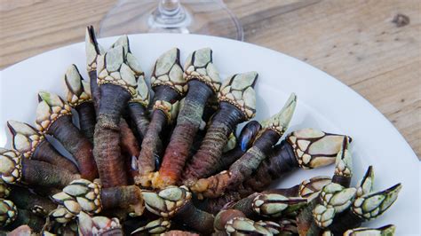 Como Cocer Percebes