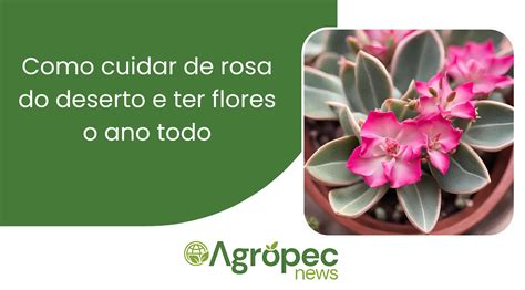 Como Cuidar De Rosa Do Deserto