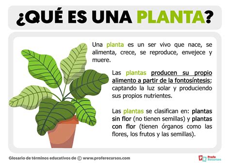 Como Es La Planta De Buscapina
