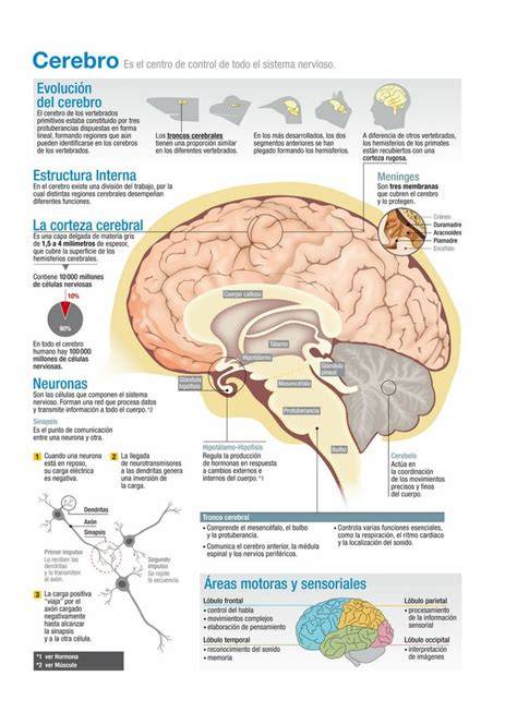 como funciona el cerebro el libro de bolsillo cie