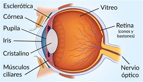 Como Funciona El Ojo Humano