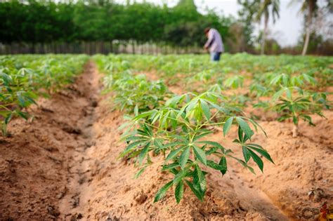 Como Planta Mandioca