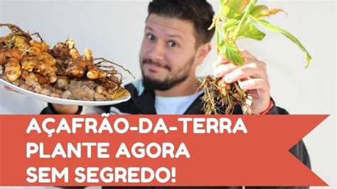 Como Plantar Açafrão