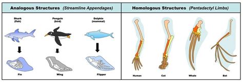 Comparative Anatomy Analogous And Homologous Structures Byju X27 Comparative Anatomy Worksheet - Comparative Anatomy Worksheet