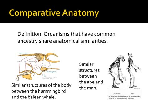 Comparative Anatomy Definition Examples Amp Facts Britannica Comparative Anatomy Worksheet - Comparative Anatomy Worksheet