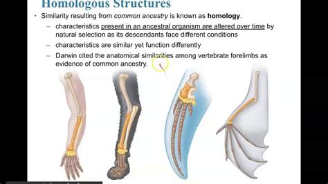 Comparative Anatomy Homologous Analogous Vestigial Structures Comparative Anatomy Worksheet Answers - Comparative Anatomy Worksheet Answers