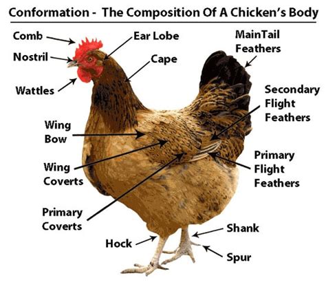 Comparative Anatomy Of The Domestic Chicken Hhmi Biointeractive Comparative Anatomy Worksheet - Comparative Anatomy Worksheet