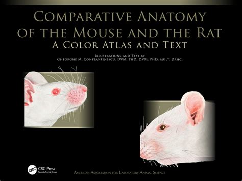 Comparative Anatomy Of The Mouse And The Rat