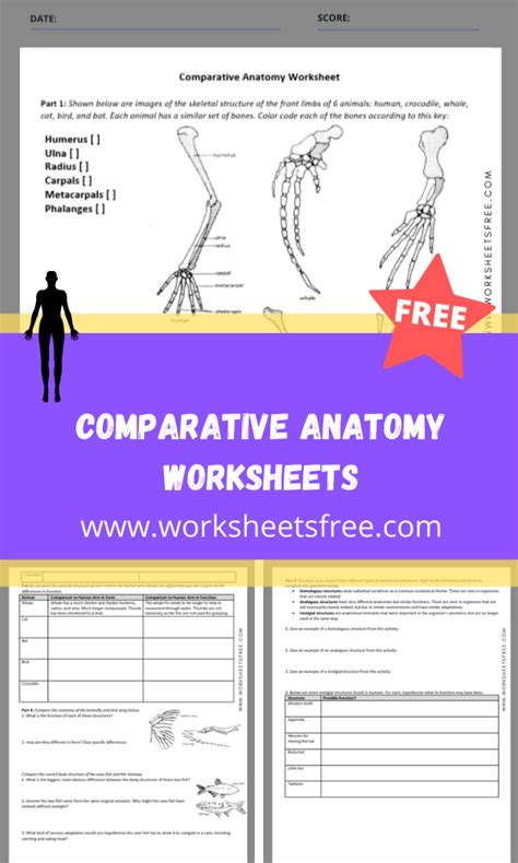 Comparative Anatomy Worksheet Jenna Lou Ronquillo Biol 1200 Comparative Anatomy Worksheet - Comparative Anatomy Worksheet