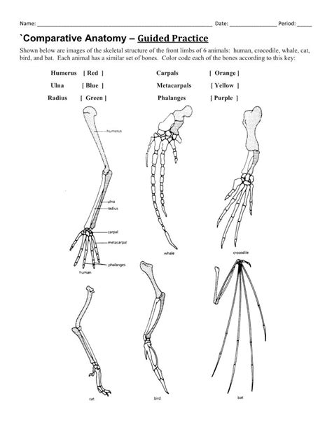 Comparative Anatomy Worksheet Pdf Google Drive Comparative Anatomy Worksheet - Comparative Anatomy Worksheet