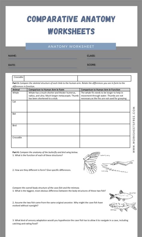 Comparative Anatomy Worksheets Learny Kids Comparative Anatomy Worksheet - Comparative Anatomy Worksheet