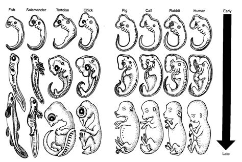 Comparative Embryology Haeckel Mdash Printable Worksheet Comparative Anatomy Worksheet Answers - Comparative Anatomy Worksheet Answers