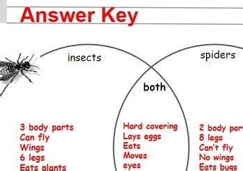 Compare And Contrast Insects Amp Spiders Worksheets Amp Spiders Worksheet 4th Grade - Spiders Worksheet 4th Grade