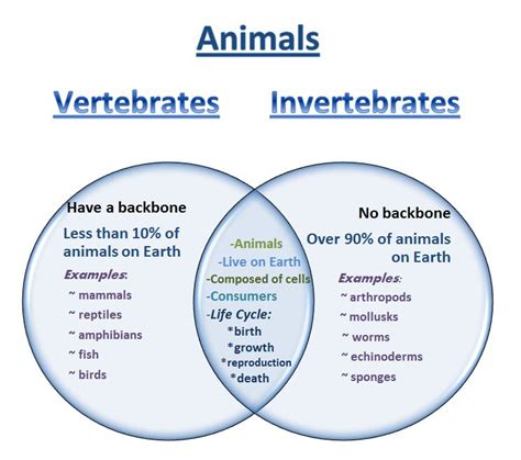 Compare And Contrast Vertebrates And Invertebrates   Vertebrates And Invertebrates Worksheets - Compare And Contrast Vertebrates And Invertebrates