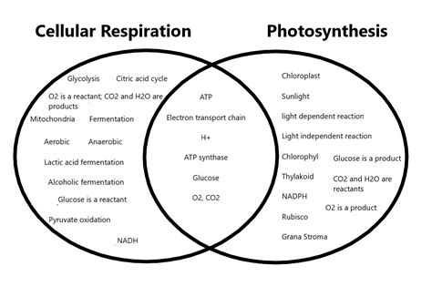 Read Compare And Contrast Photosynthesis And Cellular Respiration 