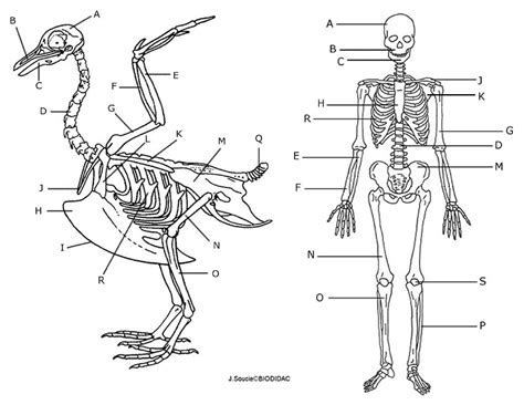 Comparing A Human And Avian Skeleton Biology Libretexts Comparative Anatomy Worksheet - Comparative Anatomy Worksheet