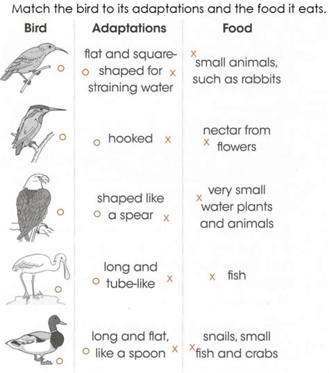 Comparing Adaptations Of Birds Answer Key