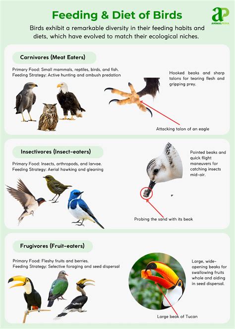 comparing adaptations of birds chapter 15 answers
