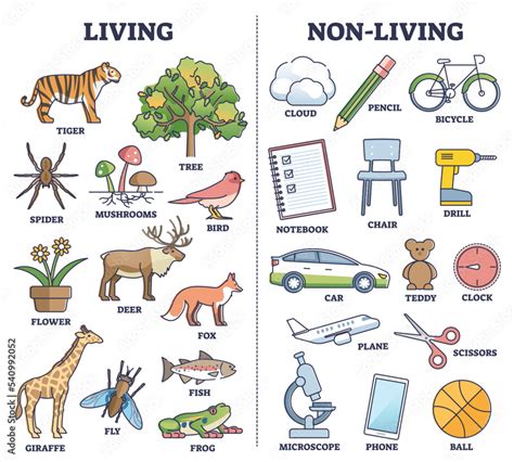 Comparing Living And Non Living Things Worksheet Twinkl Is It Living Worksheet - Is It Living Worksheet