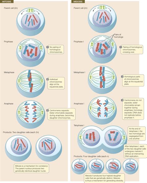 Comparing Mitosis Amp Meiosis Resources Middle School Science Mitosis 8th Grade Worksheet - Mitosis 8th Grade Worksheet
