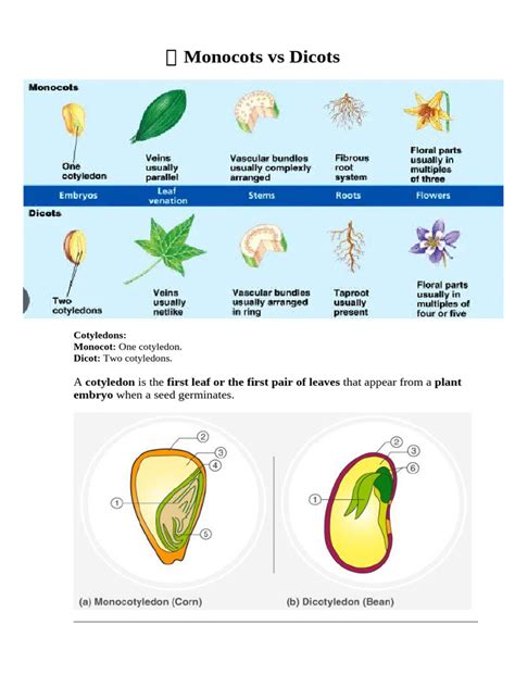 Comparing Monocots And Dicots
