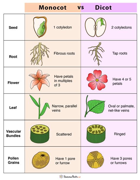 Comparing Monocots And Dicots Monocot And Dicot Worksheet - Monocot And Dicot Worksheet