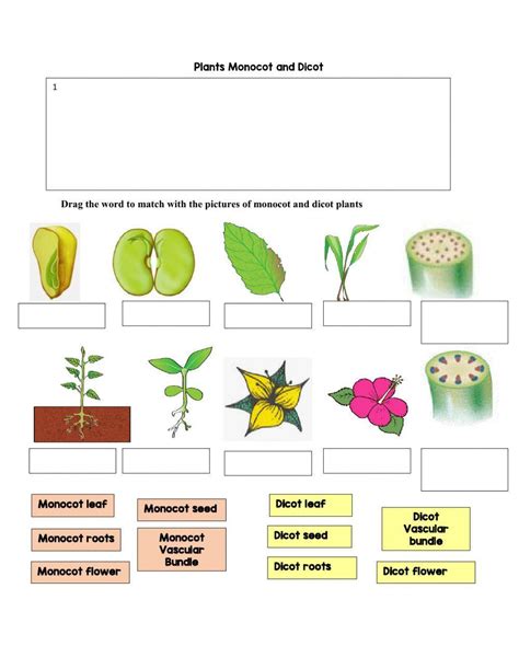 Comparing Monocots And Dicots With Coloring Monocot And Dicot Worksheet - Monocot And Dicot Worksheet