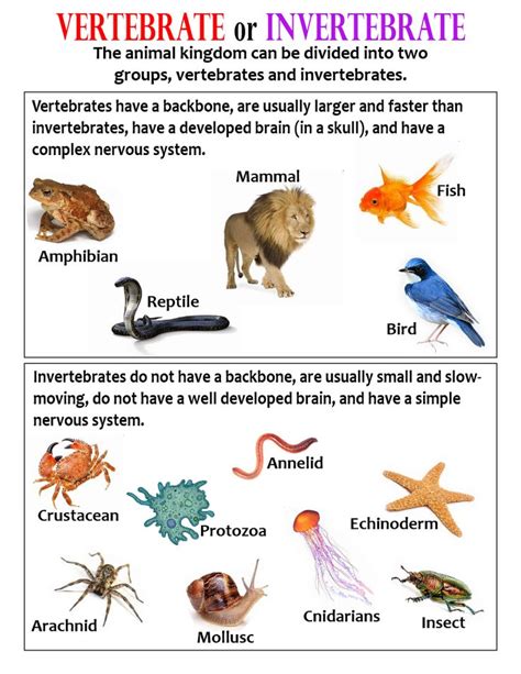 Comparing Vertebrates And Invertebrates   28 Invertebrates Biology Libretexts - Comparing Vertebrates And Invertebrates