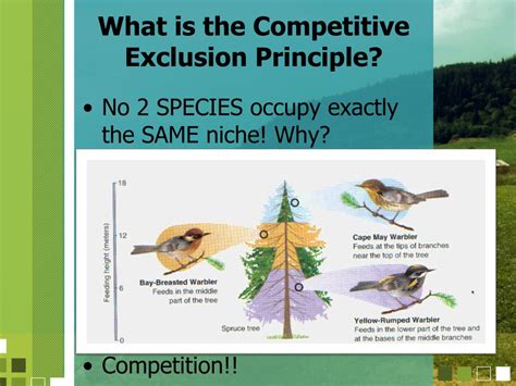 Competitive Exclusion Principle