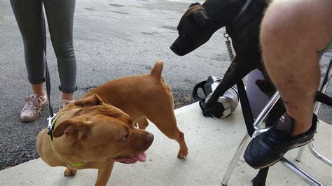 compilation dog porn